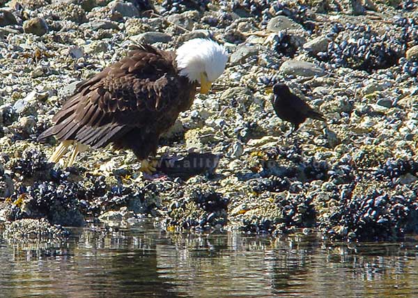 Image of an Eagle looking down at his catch while a hungry crow looks on.  Used the f/8 and be there rule.