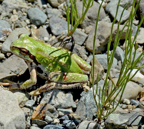 Image of a green frog on a rocky beach