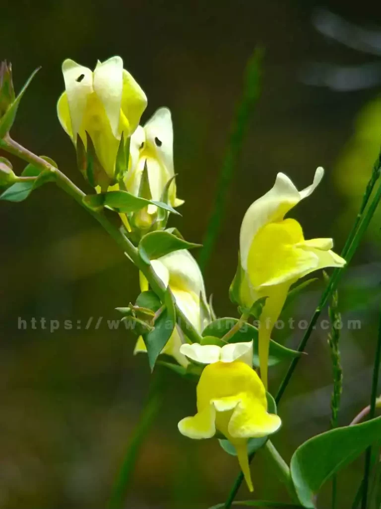 mastering the art of flower photography shows in this photo of a wild Yellow Toad Flax flower