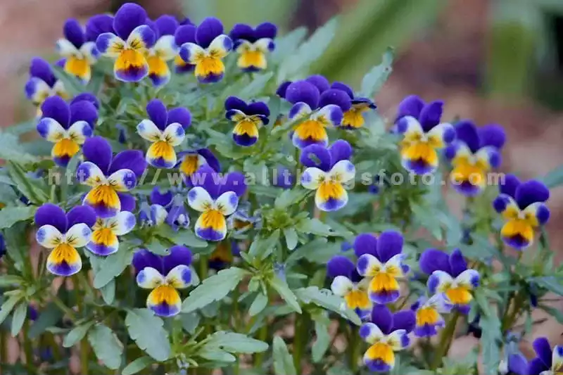 the art of flower photography is in this photo of Forget-me-nots