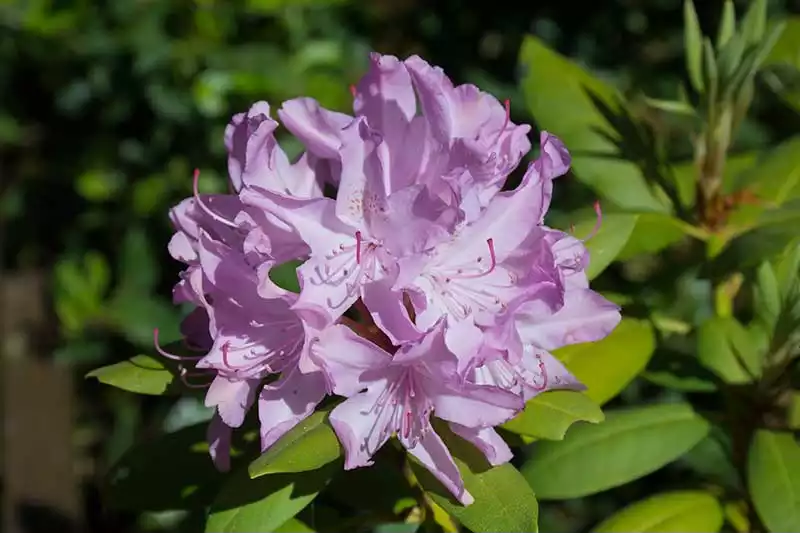 this close up image of a rhododendren shows how blurring the background provides a bokeh effect in flower photography