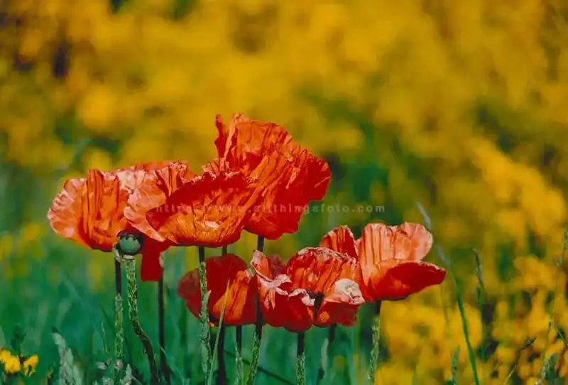 a photo of poppies in a local garden uses the art of flower photography to show vibrant colors framing them.