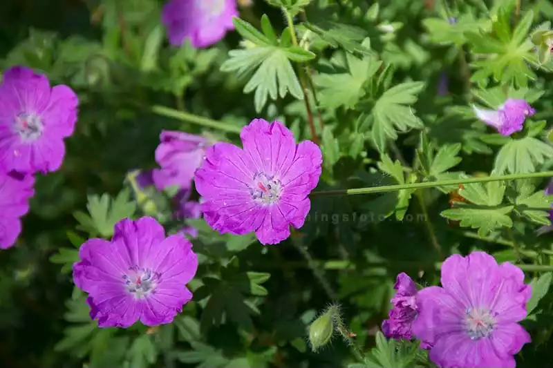 close up of a beautiful purple flower