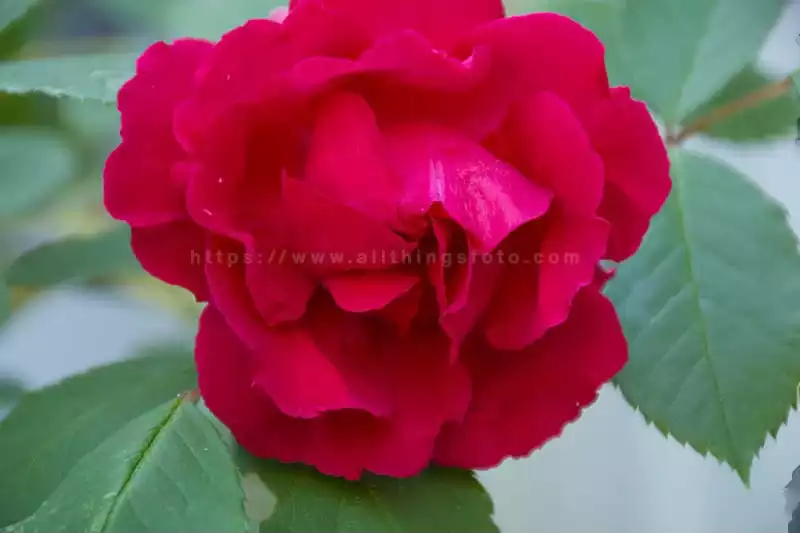 this close up flower photo shows how composition needs to be carefully thought of before taking the shot. Notice how the top of the flower has been cut off.