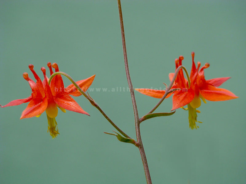 This photo of wild honeysuckles show an advanced technique that uses a differrent perception such as being lower to the ground and shooting towards the sky for a pleasing background.