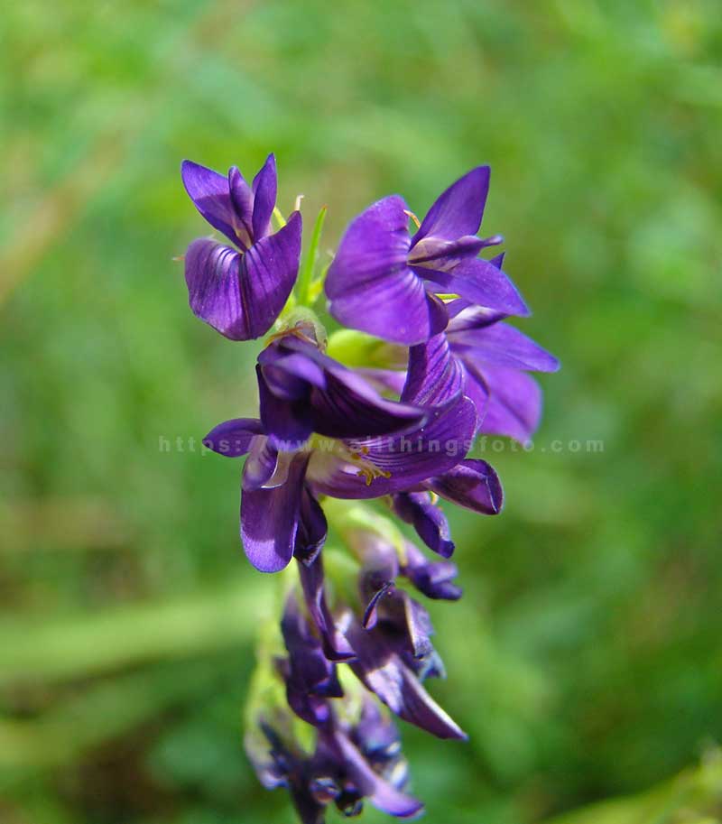 This photo of a purple flower showcases a wider aperture to blur the background.