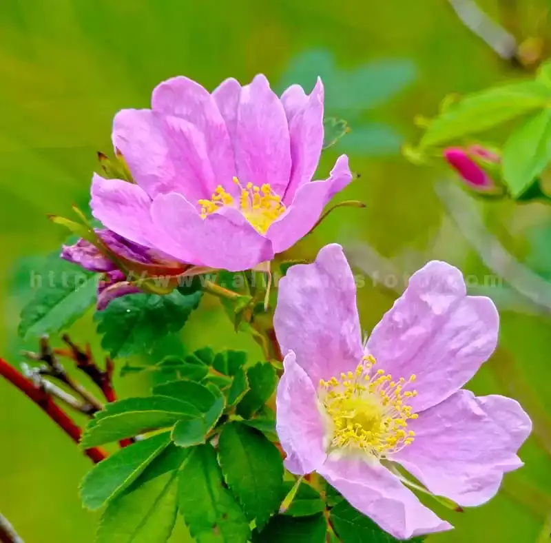 master the art of photography with this photo of wild roses