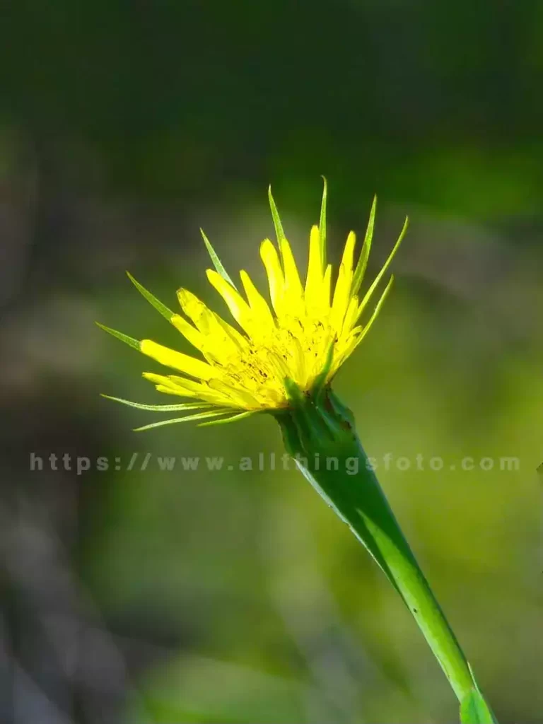 the art of photography includes using leading lines as shown in this photo of a wild yellow flower using the stem to direct your attention to the flower.