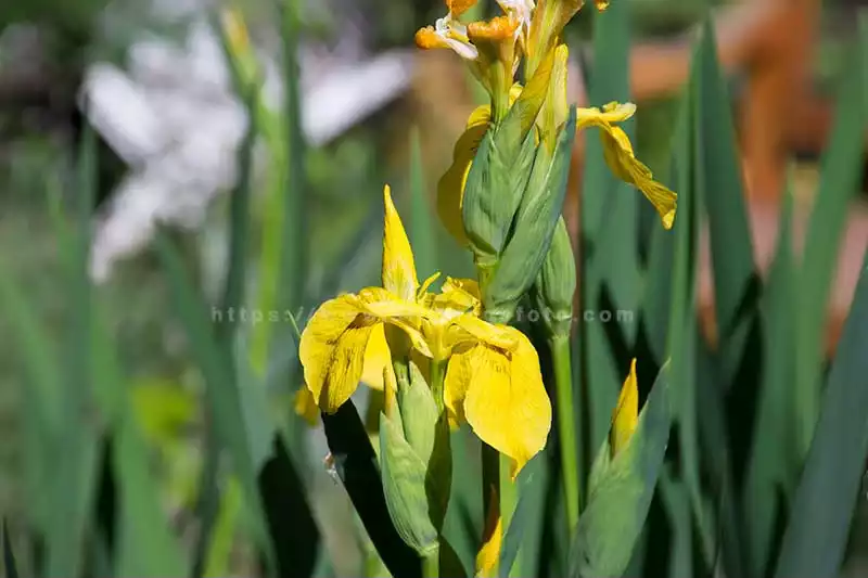 photo of a pond iris