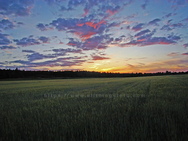 Photo of a beautiful sunset over a farmers field in Black Creek on Vancouver Island.