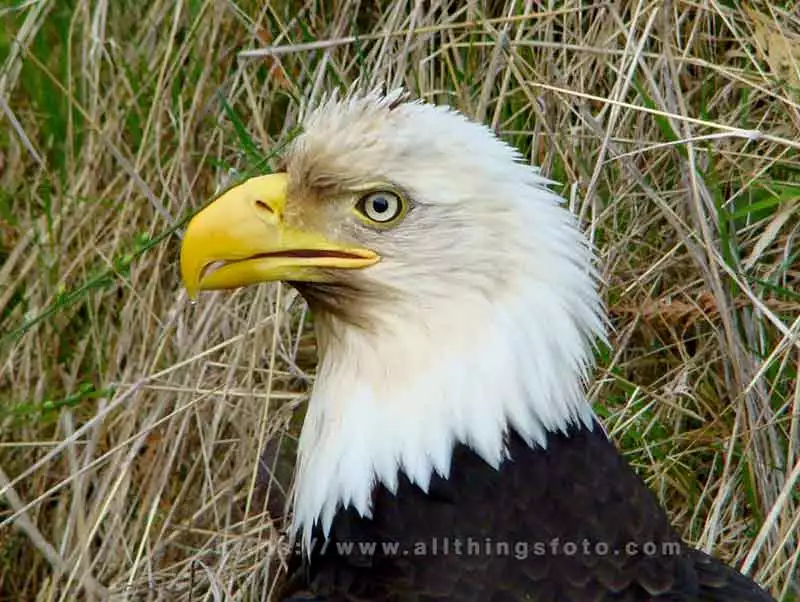 wildlife photography of a bald eagle