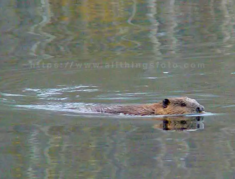 wildlife photography of a Canadian beaver