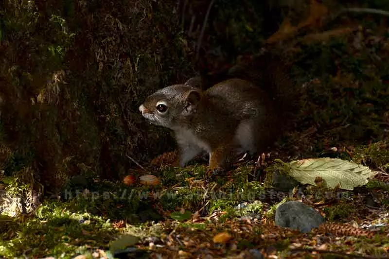 wildlife photography of an eastern grey squirrel, Vancouver Island Canada