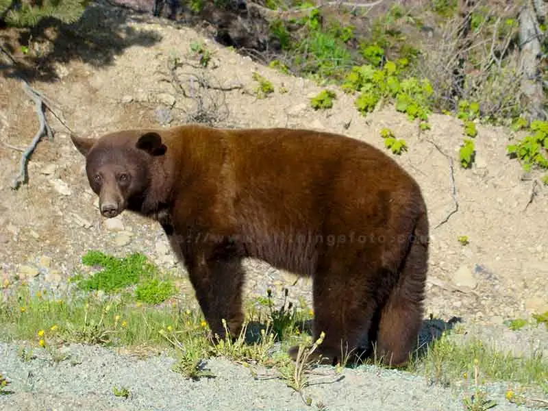 wildlife photography of a brown bear.