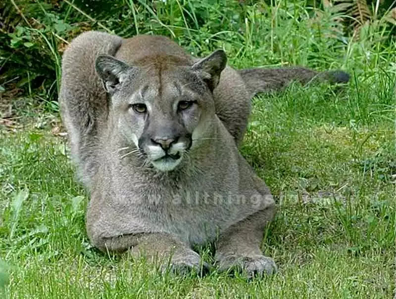 wildlife photography of a Cougar in Gold River, Vancouver Island Canada