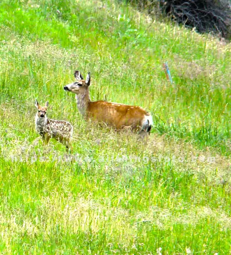 wildlife photography of a female mule deer and her fawn.