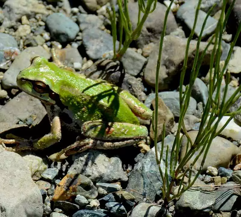 wildlife photography of a green frog