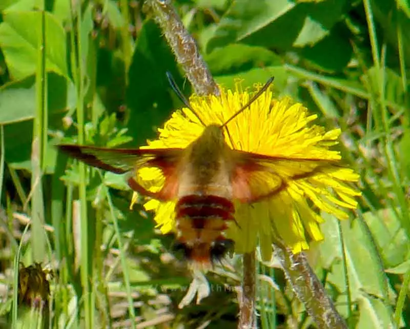 wildlife photography of a hummingbird moth.