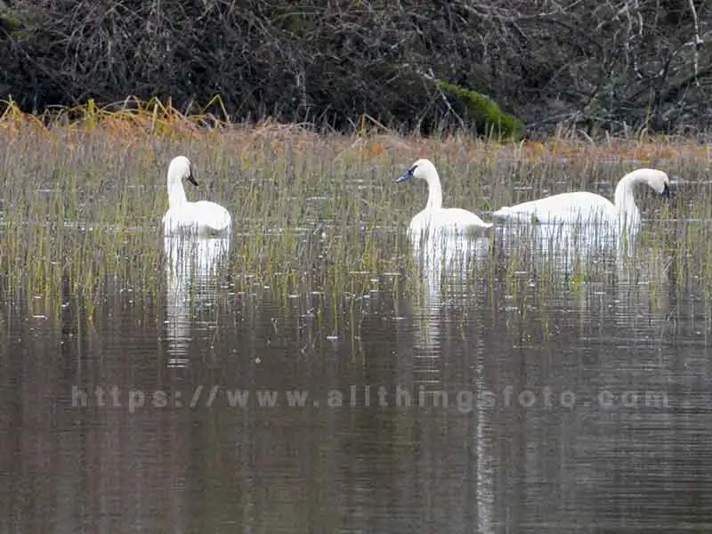 wildlife photography of a 3 trumpeter swans on Perry Lake, Vancouver Island Canada