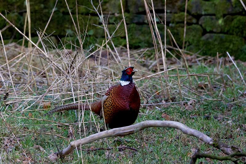 photo of a pheasant in the wild