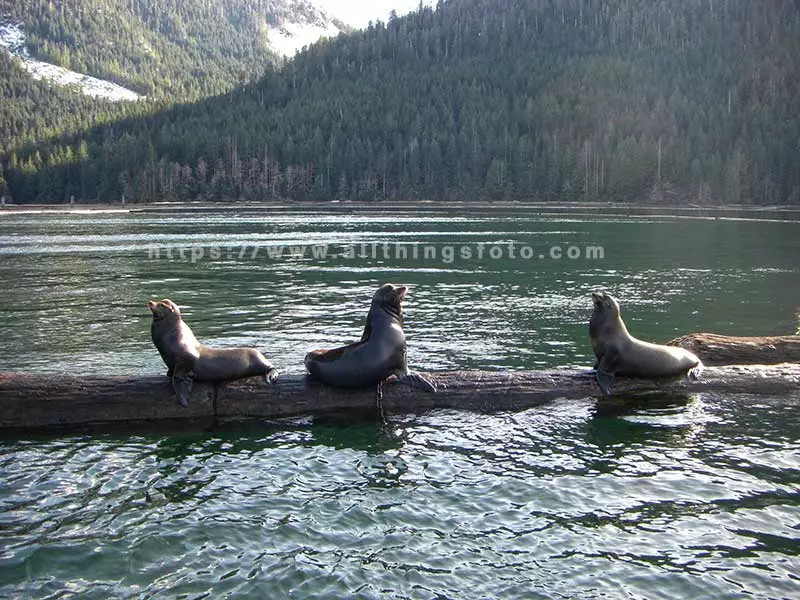 wildlife photography of a 3 Stellar Sea Lions in the Gold River Estuary on Vanouver Island Canada