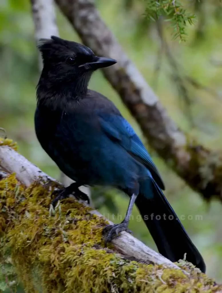 Wildlife photography of a Stellar Jay 