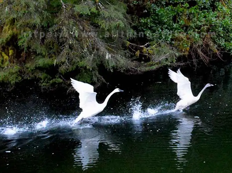 wildlife photography of a 2 trumpeter swans taking flight on Canton Creek, Vancouver Island Canada