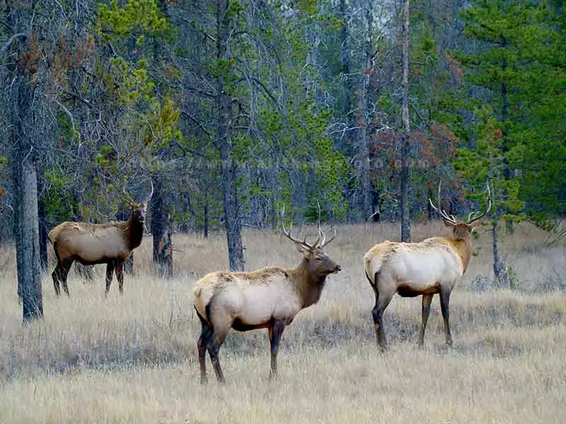 wildlife photography of a 3 Rocky Mountain Elk in Jasper National Park Canada