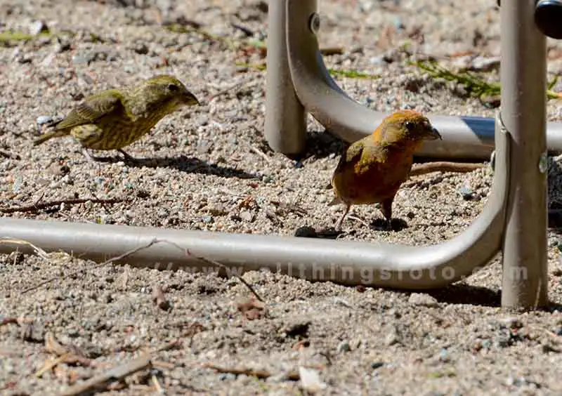 photo of birds on bright sand under a camping chair illustrates the difficulties shooting in bright sunlight with a reflective material like sand.