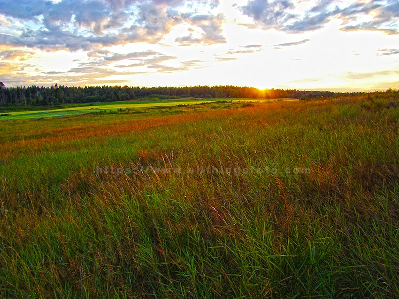 image of golden hues as the sun sets over a farmers field