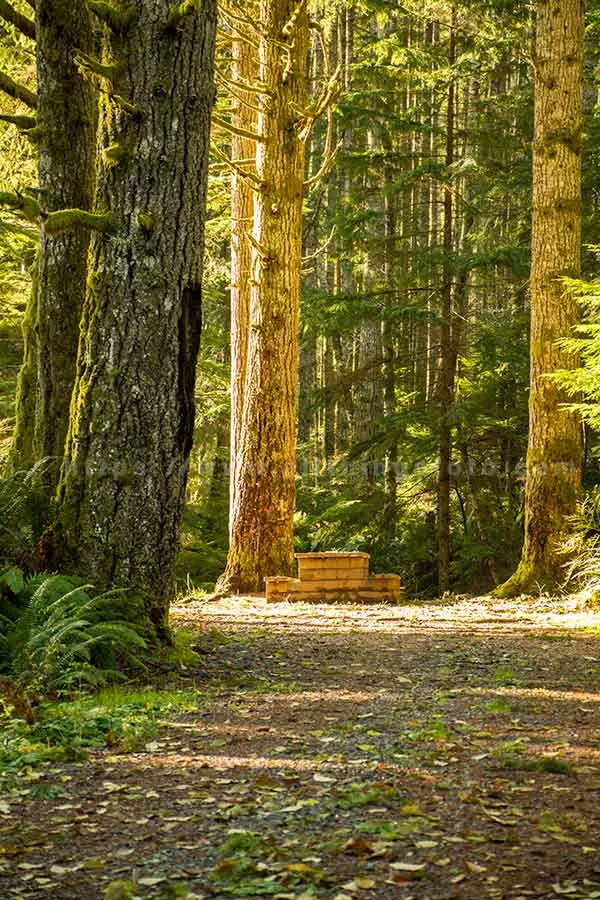 photography's leading lines in this image is the lane into the campsite ending at the picnic table.