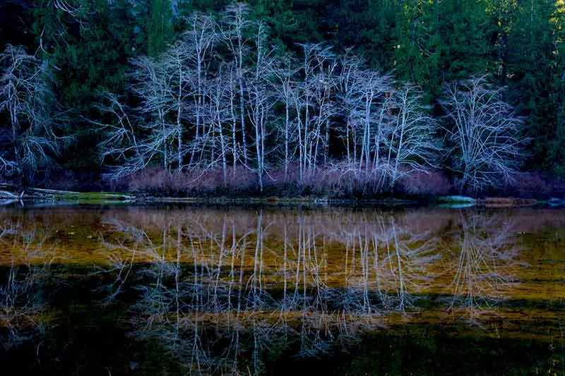 image of capturing the perfect reflection of frost covered alder trees in the sucwoa river estuary on Vancouver Island