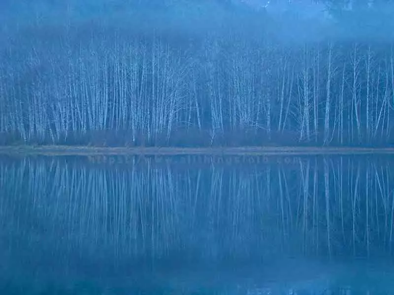 image of capturing the perfect reflection of alder trees around a foggy Malispina Lake on Vancouver Island Canada