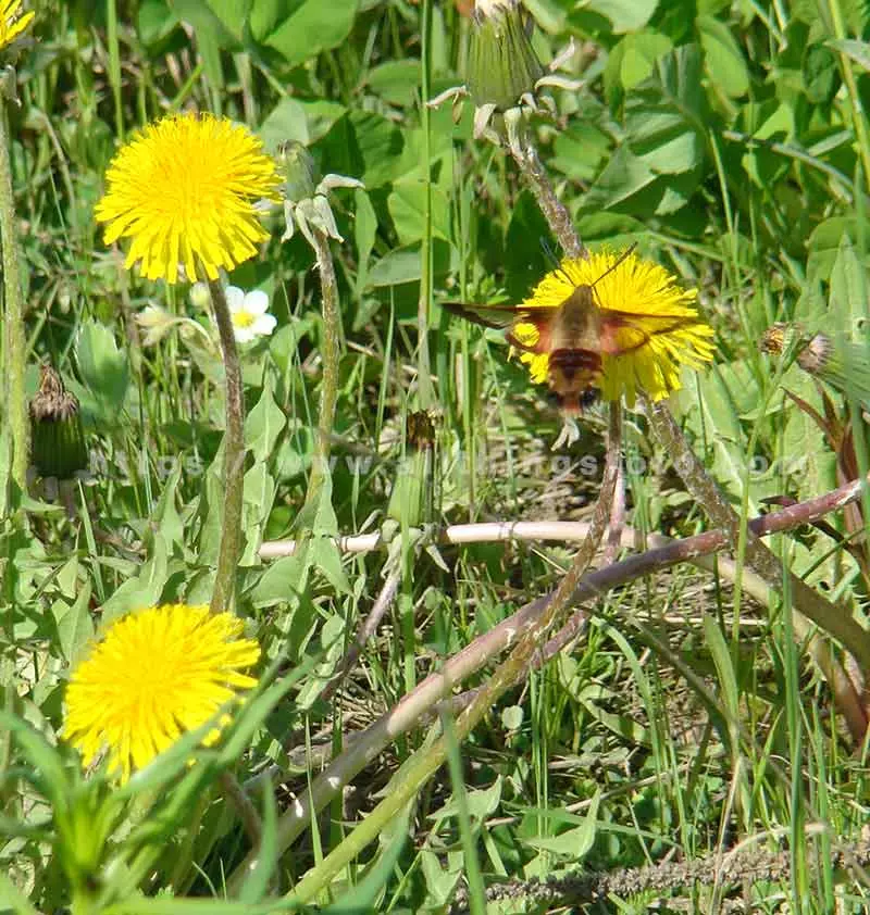 image of using 3 dandylion flowers in the shape of a triangle pointing to the Hummingbird Moth