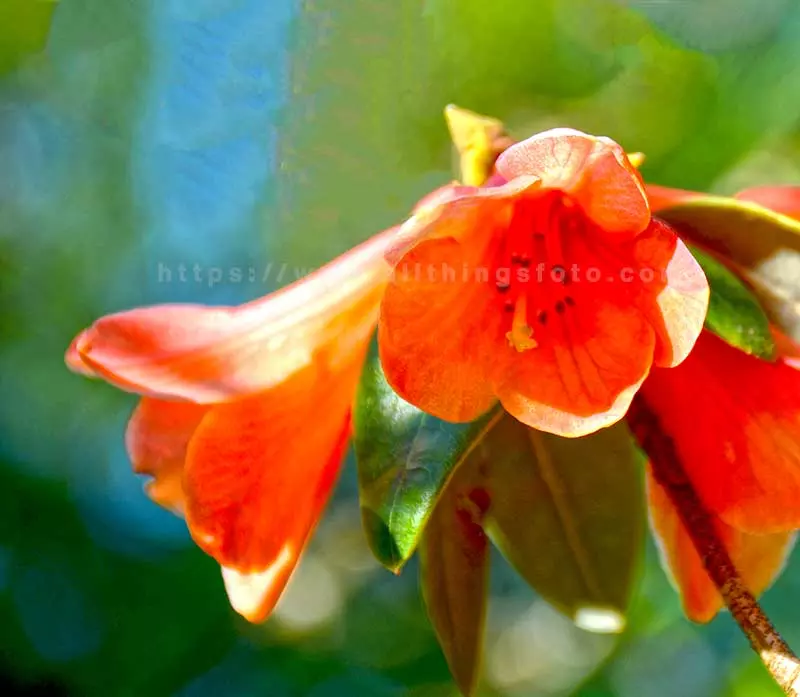 macro photo of three flowers using the rule of odds