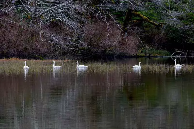 photo of 5 swans on a lake using the rule of odds