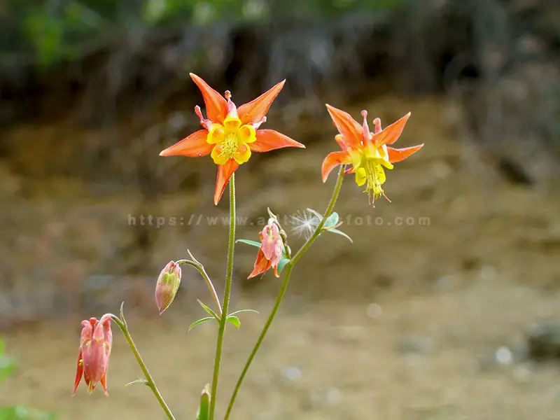 photo of a wild honey suckle flower with 5 flowers using the rule of odds