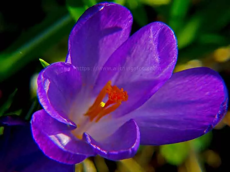 photo of a Crokus flower taken with a close-up lens with a diopter rating of 10