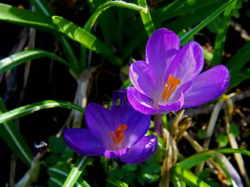 photo of a Crokus flower taken with a close-up lens with a diopter rating of 2