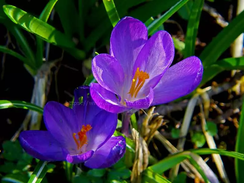 photo of a Crokus flower taken with a close-up lens with a diopter rating of 4