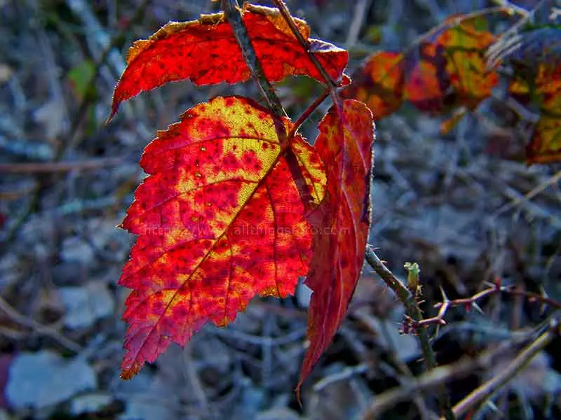 photo of a backlit decaying leaf shot with a close-up lens diopter rating of 4