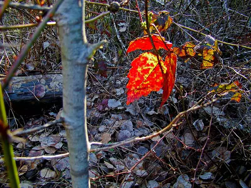 photo of a backlit decaying leaf without close-up lens