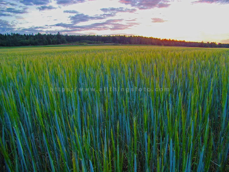 Photo of how the golden hour light enhances this wheat field as the sun sets