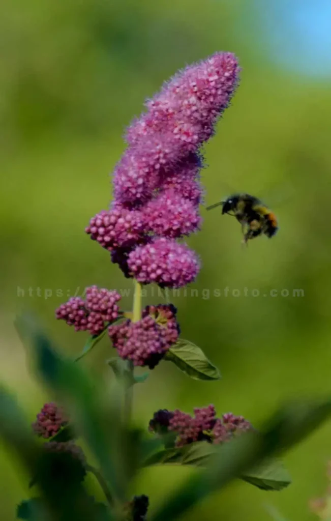 Bokeh style macro photo of a bee pollinating a garden flower