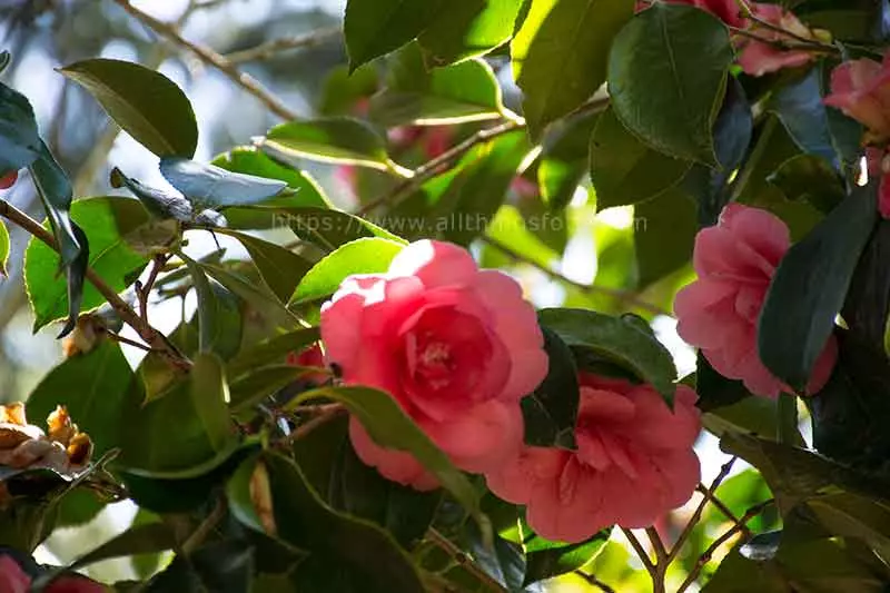 Photo of the Camellia Flower in the late afternoon light