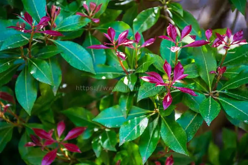 Photo of fresh growth on a garden flower bush