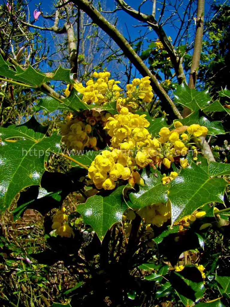 photo of a garden flower named the oregon grape-holly