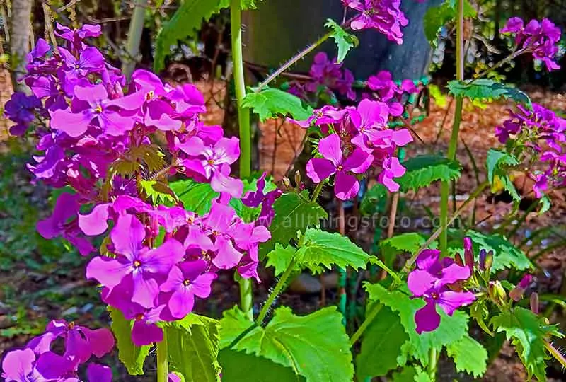 photo of a beautiful purple garden flower in the early morning light