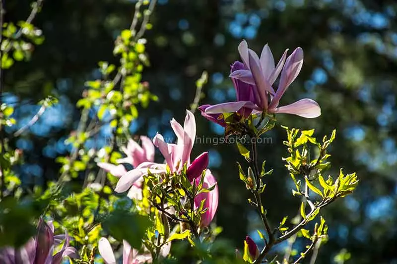 photo showing the shadows of a garden flower on a magnolia tree in late morning light