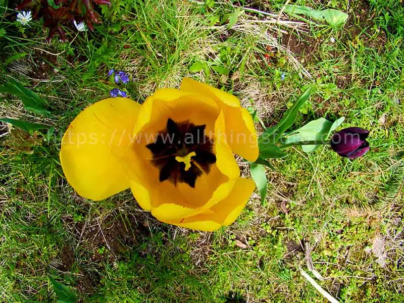 Photo of a different perspective of the yellow tulip from above